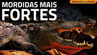 As MORDIDAS mais FORTES do mundo - Curiosidades Sobre Mundo Animal!