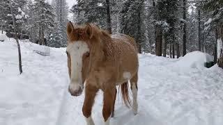 Kalimba and Dulcinea in the snow - Jan 2024