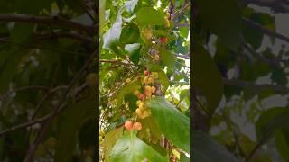 Kerala fruit #traveldestinations #keralaholidays #keraladairies #ytshorts #shortvideo #travel #song