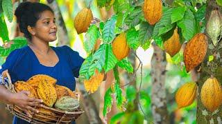 Harvesting fresh cocoa fruits and make best homemade cocoa powder|village kitchen srilanka