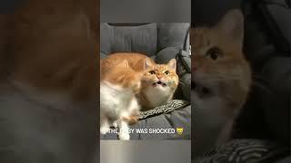 Funny animals  | #funny #comicalpets #funnyanimals #cuteanimals #cat #laughoutloudpets