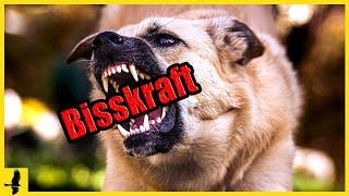 Top 10 der stärksten Hunderassen - Die Beißkraft dieser Hunde ist unglaublich