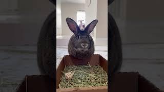 When a bunny enjoys food!