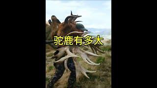 駝鹿居然這麼大，太可怕了！ #駝鹿 #動物世界看人生百態 #野生動物零距離