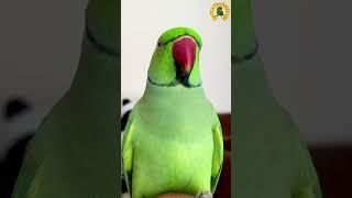 Chirping Parrot Sound#shorts