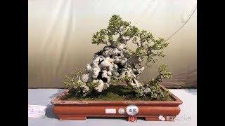 BONSAI EXHIBITION 2019 IN XIAMEN, CHINA WITH  TREES FROM TAIWAN