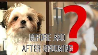 First Haircut and Grooming Experience | Shih Tzu Puppy