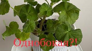 Как разбудить спящие боковые побеги у пеларгонии