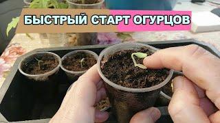 КАК ПОСЕЯТЬ ОГУРЦЫ (и другие тыквенные) ДЛЯ БЫСТРОГО СТАРТА РАССАДЫ! 100% результат!