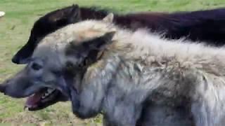 Wolfdogs at Howling Woods Farm