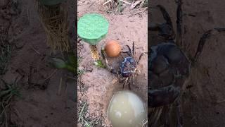 New Fantastic Idea With Crab #outdoors #survival #skills#camping #crab #bushcraft
