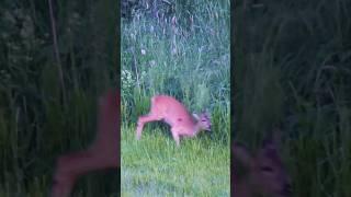 Spannende Ansitzjagd auf einen Knopfbock - Bockjagd | JAGD TOTAL