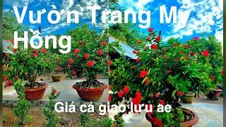 Trang Mỹ Hồng Giá Rẻ | Vườn bông Trang Đẹp của anh trai Miền Tây. Và Vườn Mai khủng.