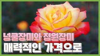 아름다운 넝쿨장미 정원장미를 매력적인 가격으로 드립니다. 장미 잘키우는 꿀팁 #장미 #넝쿨장미 #정원꾸미기