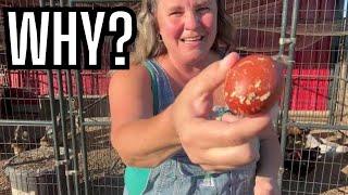 Farm Chore Concerns | Why Are We Not Getting Eggs? Post Molt Recovery