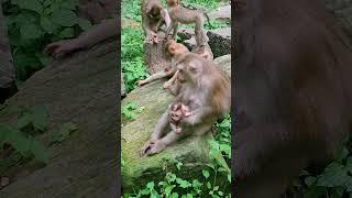 baby learned to walk her Mom to gave her up and down #videosshort# stingless bees contruct house