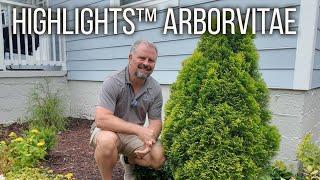 Highlights™ Arborvitae - Thuja occidentalis