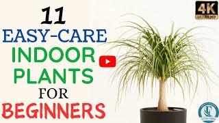 11 Easy-Care Indoor Plants For Beginners! Low-Maintenance Plants.