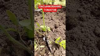 Как правильно формировать куст томата Пасынкование томатов Как удалять пасынки на томатах