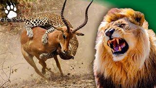 African predators - Wildlife icons - animal documentary - HD - AMP