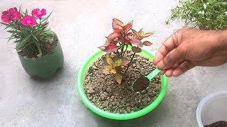 How to use tea fertilizer for any plants | Homemade organic fertilizer