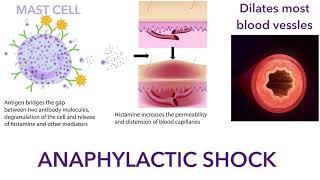 Adrenaline (epinephrine) and dopamine pharmacology