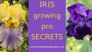 Iris growing - how to choose, plant and grow irises