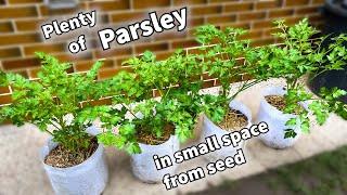 How to Grow Strong Flavor Parsley from Seed