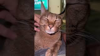 Funny caracal cat chirping like a bird | ariel.caracat