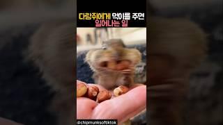 다람쥐에게 먹이를 주면 일어나는 일 #동물 #다람쥐