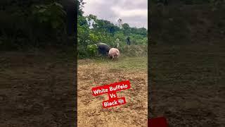Who Will Win? #BuffaloFight, #WhiteBuffalo, #BlackBuffalo, #AnimalBattle, #Wildlife,  #Shorts