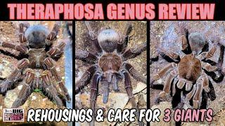 3 GOLIATH Spiders - Theraphosa Genus Review!