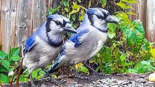 Relax Your Pet | Blue Jays For Pets | 8 Hour Bird Entertainment Video For Cats | Leave On All Day