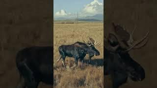 Bull Moose walking through Colorado plains