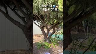 반송 선별10025 #한국유일_기무라마사히코_제자 #백석문화대학교_화훼플로리스트과_3년차 #파주이광수 #파주 #worldtourbonsai️