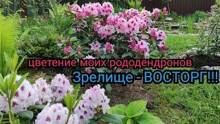 Шикарные Рододендроны Королева Ядвига. Устойчивые сорта для Подмосковья. Обзор сортов