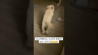 석고팩했더니 누군지 못알아보는 강아지️ #shorts #강아지 #subscribe