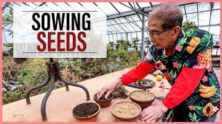 Growing Bonsai From Seeds: How to Sow