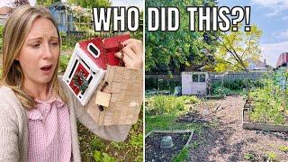 WHO DID THIS?! / ALLOTMENT GARDENING FOR BEGINNERS