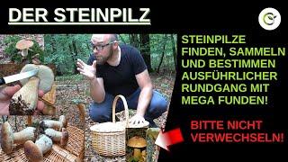 Steinpilze ohne Ende! - Finden, Erkennen und Sammeln - Mega Funde mit Verwechslungspartnern!