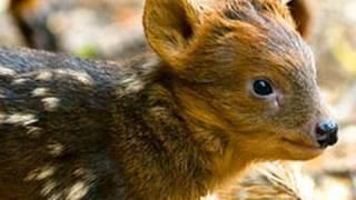 World's Smallest Deer: one week old!