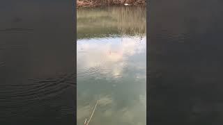 Тарань … @zloispinning  #плотва#тарань#рыбалка#shortsvideo#fishing#youtubeshorts#нарыбалку