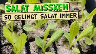 This is how to sow lettuce - no more weak plants!