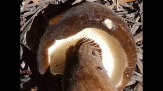 Lactarius lignyotus