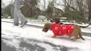 Cold Weather Chills Pets - Animal Welfare Groups Urge Owners to take Extra Care of Animals