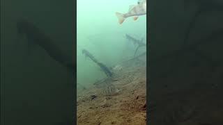 AQUA NATURE, biotope, habitat, underwater.