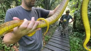 Herping the Peruvian Amazon 2022