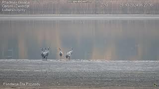 White-tailed Eagle and other Birds, Siemień, Poland, 2024/10/29