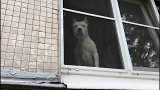 Тайсон увидел в окне собаку