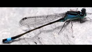 Mitch Miller - The Blue Tail Fly (Audio from Vinyl)